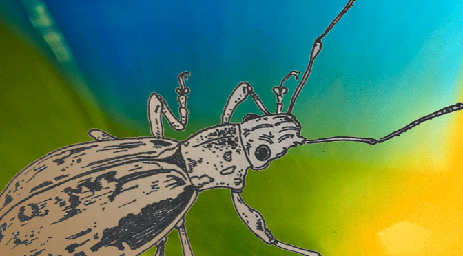 November 18th at 2:00 PM — BEETLES in the GARDEN — Free Live ZOOM Art workshop