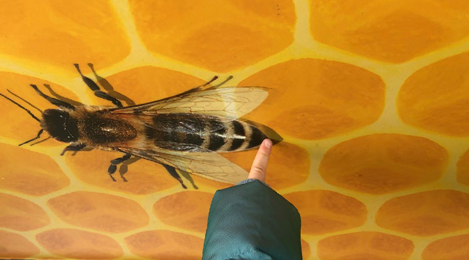 Art Workshop Pollinators in Action – PAPER WASP – Wednesday, January 24, 2024 at 5:00 PM